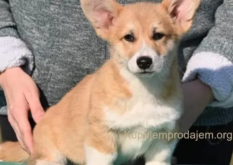 Velški korgi/Welsh Corgi Pembroke - 3/5