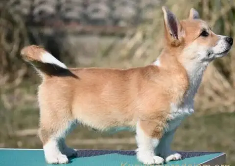 Velški korgi/Welsh Corgi Pembroke - 5/5
