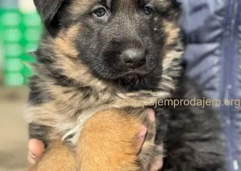 Nemački ovčar štenci - 1/9