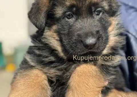 Nemački ovčar štenci - 2/9