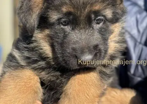 Nemački ovčar štenci - 3/9