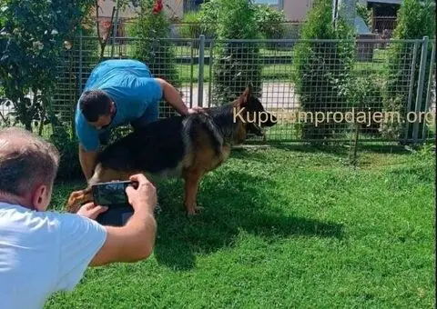 Nemački ovčar štenci - 8/9