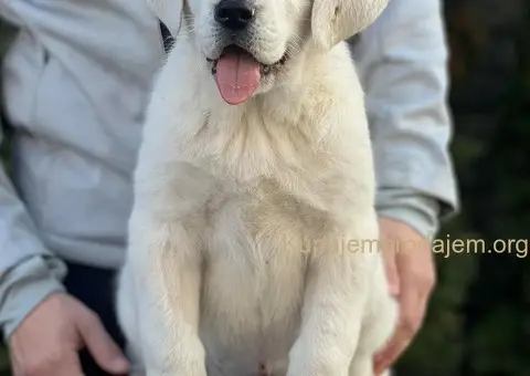 Srednjeazijski ovčar VRHUNSKI štenci - 1/9