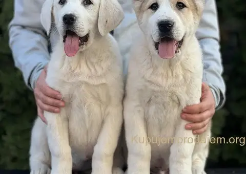 Srednjeazijski ovčar VRHUNSKI štenci - 2/9