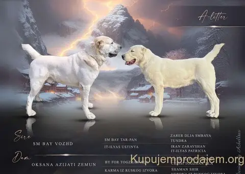 Srednjeazijski ovčar VRHUNSKI štenci - 3/9