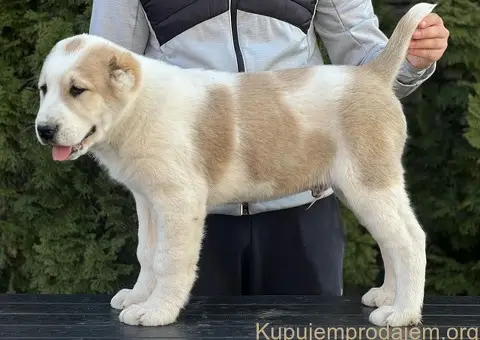 Srednjeazijski ovčar VRHUNSKI štenci - 4/9