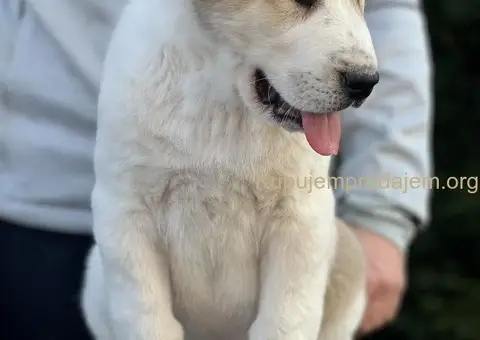 Srednjeazijski ovčar VRHUNSKI štenci - 5/9