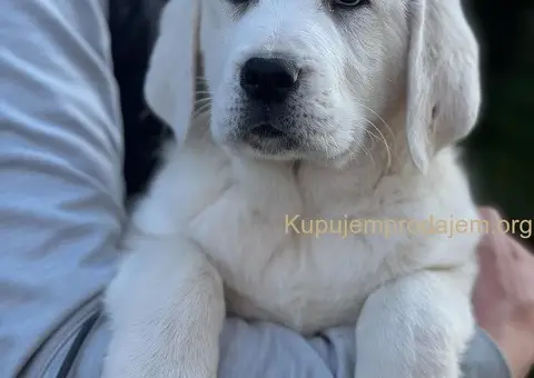 Srednjeazijski ovčar VRHUNSKI štenci - 6/9