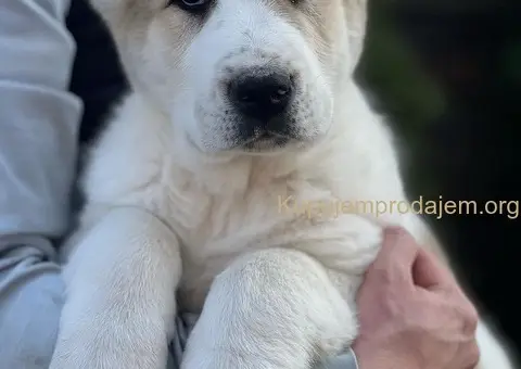 Srednjeazijski ovčar VRHUNSKI štenci - 7/9
