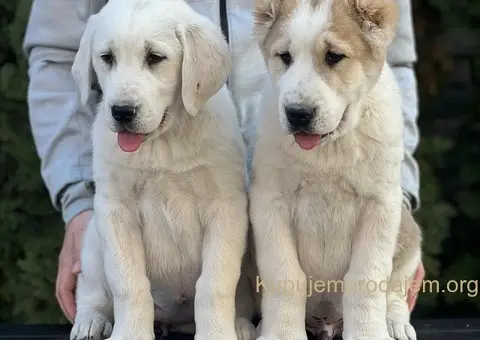 Srednjeazijski ovčar VRHUNSKI štenci - 8/9