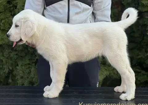Srednjeazijski ovčar VRHUNSKI štenci - 9/9