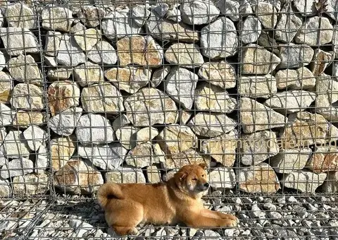 shiba inu povoljno - 1/5