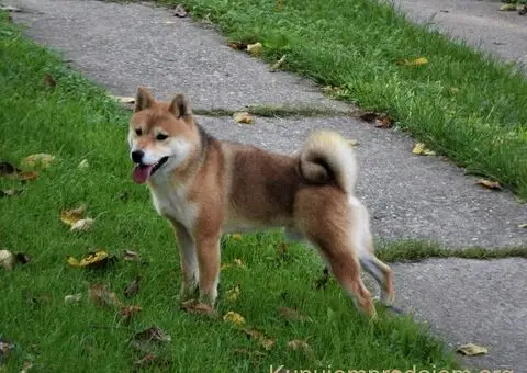 shiba inu povoljno - 2/5