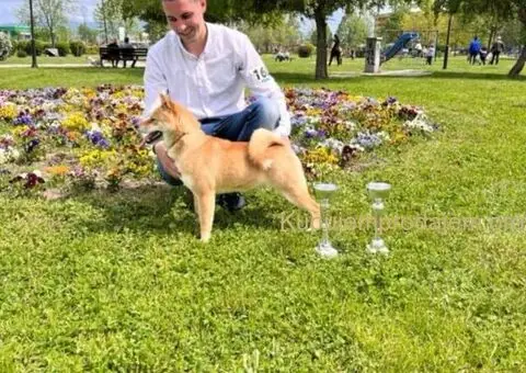 shiba inu povoljno - 3/5