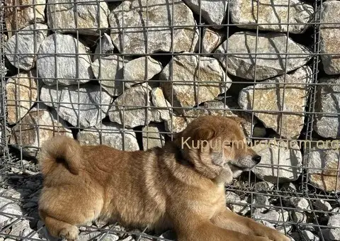 shiba inu povoljno - 4/5