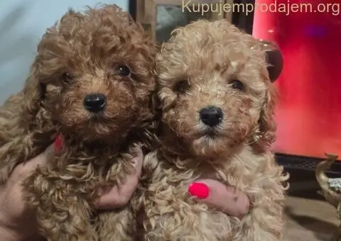 Mini Pudle štenci - 1/4