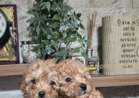 Mini Pudle štenci - 3/4