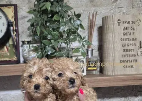 Mini Pudle štenci - 4/4