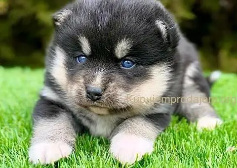 Pomsky- pomski, patuljasti i mini - 1/5