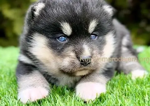 Pomsky- pomski, patuljasti i mini - 2/5