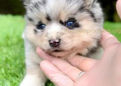 Pomsky- pomski, patuljasti i mini - 3/5