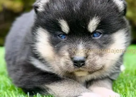 Pomsky- pomski, patuljasti i mini - 4/5