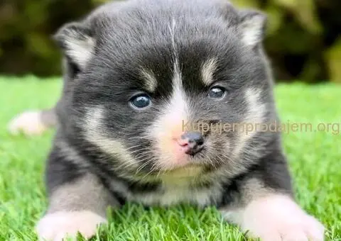 Pomsky- pomski, patuljasti i mini - 5/5