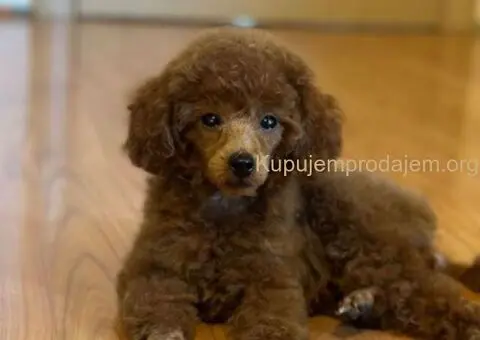 Prelepa Toy Pudla - 1/5