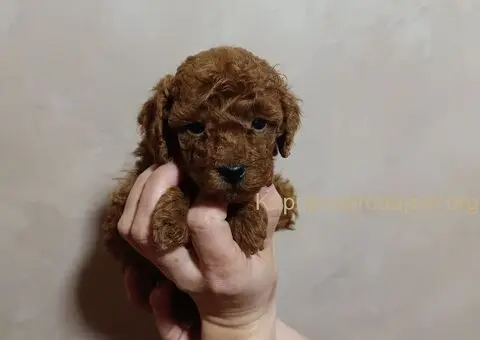 Prelepa Toy Pudla - 2/5