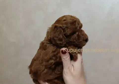 Prelepa Toy Pudla - 3/5