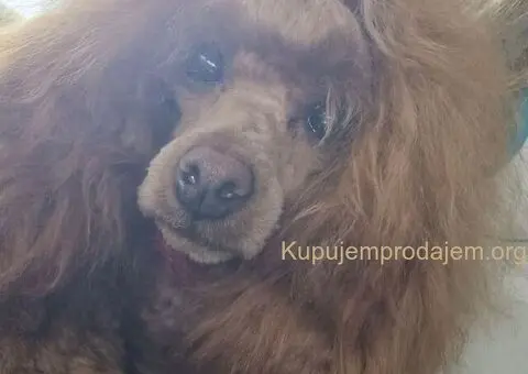 Prelepa Toy Pudla - 4/5