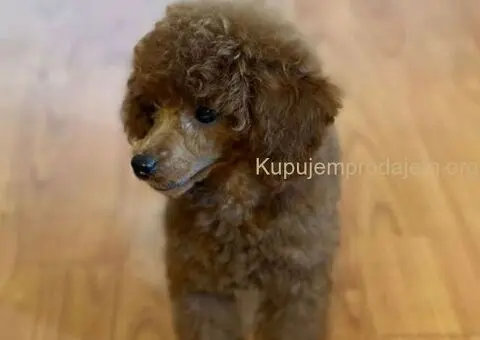 Prelepa Toy Pudla - 5/5