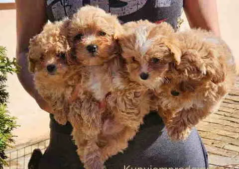 Preslatki maleni MALTIPOO stenci - 1/5