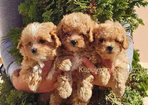 Preslatki maleni MALTIPOO stenci - 2/5