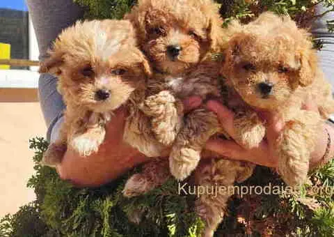 Preslatki maleni MALTIPOO stenci - 4/5