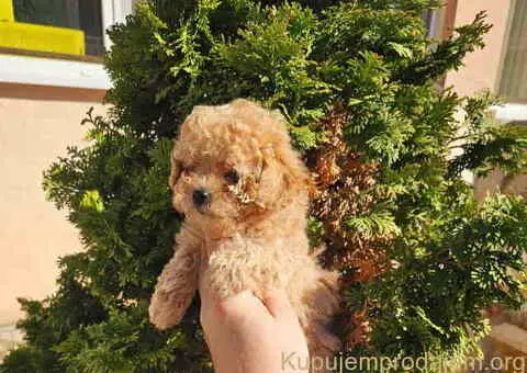 Preslatki maleni MALTIPOO stenci - 5/5