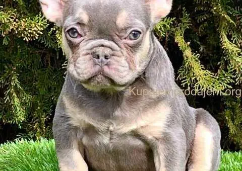 Francuski buldog - 1/5