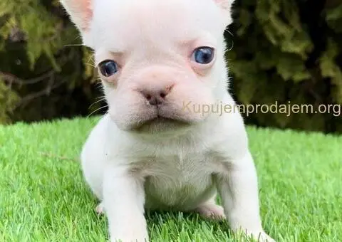 Francuski buldog - 2/5