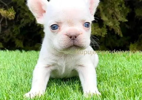 Francuski buldog - 3/5