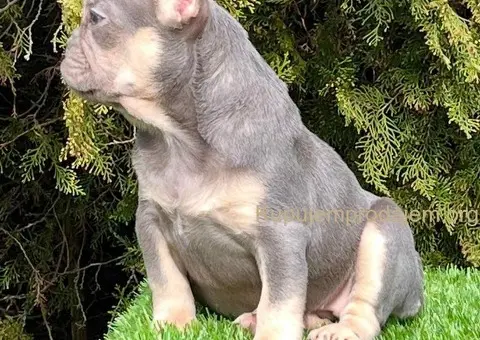 Francuski buldog - 4/5