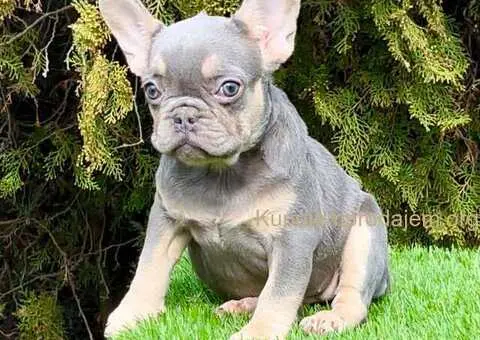 Francuski buldog - 5/5