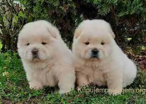 Chow chow - 1/5