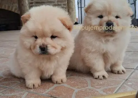 Chow chow - 2/5