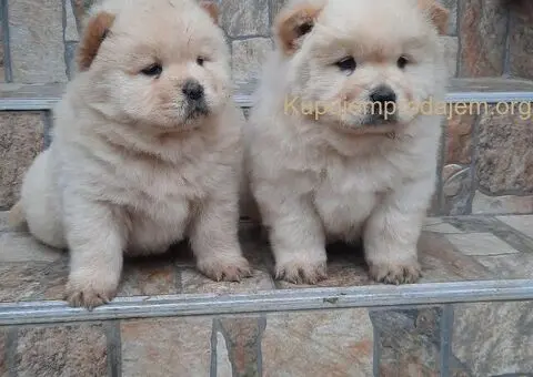 Chow chow - 3/5