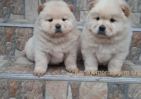 Chow chow - 5/5