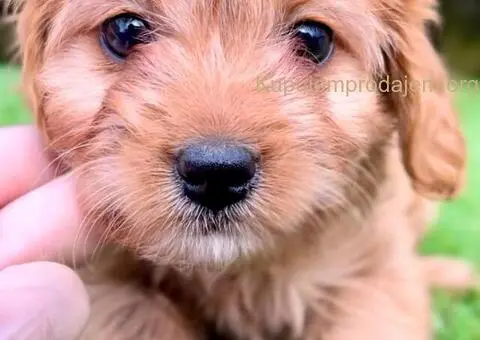 Cavapoo- kavapoo (cavalier + toy pudla) - 1/4