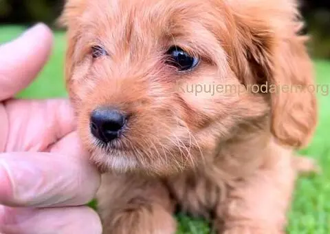 Cavapoo- kavapoo (cavalier + toy pudla) - 3/4