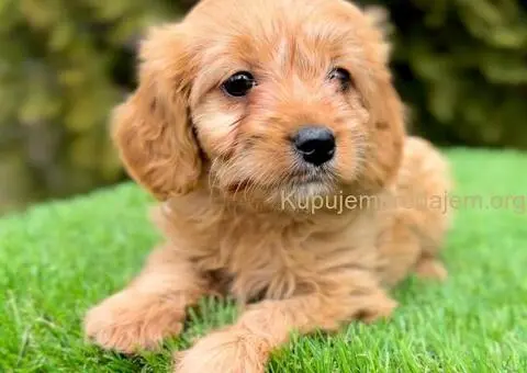 Cavapoo- kavapoo (cavalier + toy pudla) - 4/4