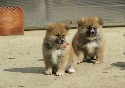 Prodajemo stence japanskih Akita - 1/4