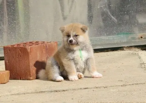 Prodajemo stence japanskih Akita - 2/4